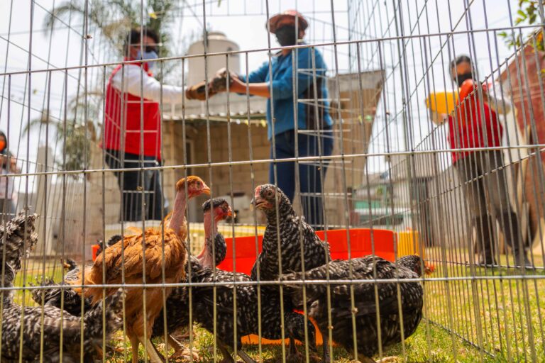 Entrega ‘Supérate’ Paquetes de Aves de Postura a casi 2 mil Familias
