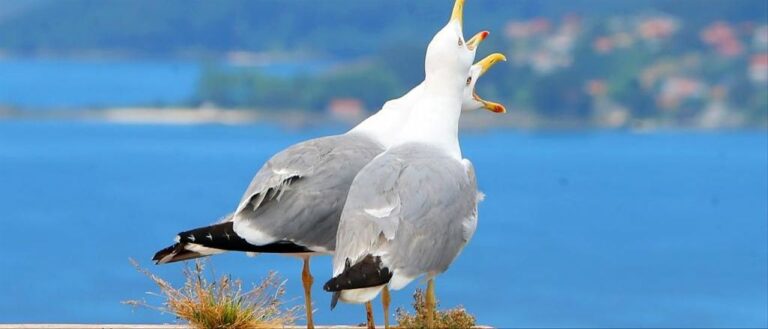 Tontos Como Gaviotas /Patricia del Río (El Comercio)