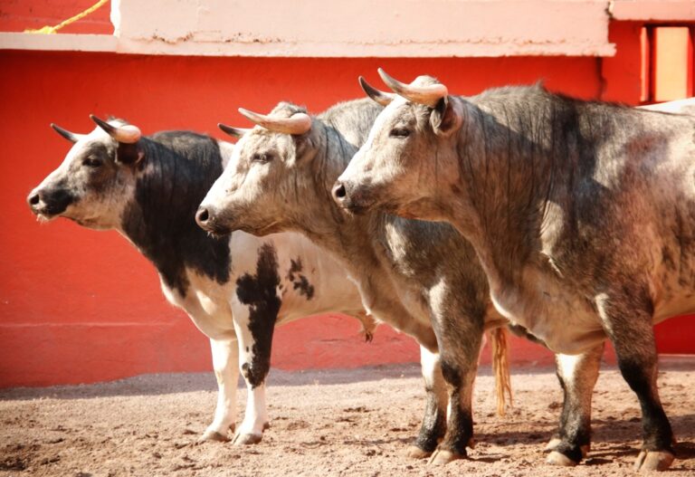 Los Novillos de Haro ya Están en Huamantla
