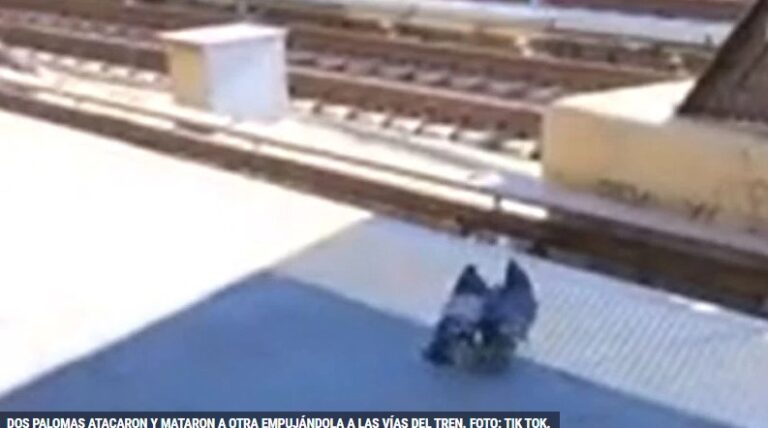 Captan a dos Palomas Arrojando a Otra a las Vías del Tren