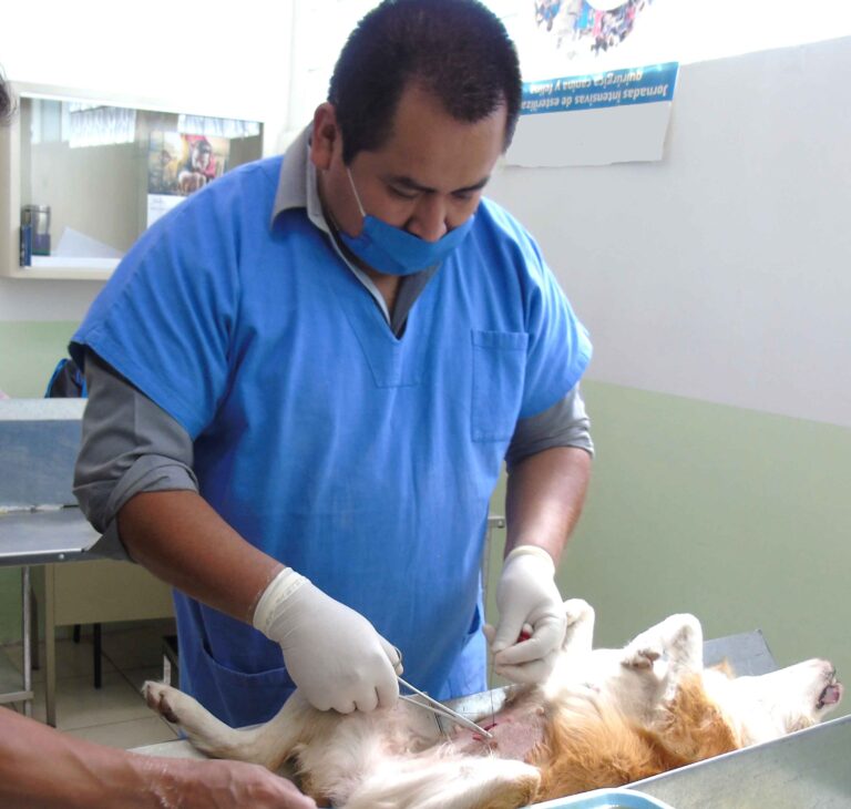 SESA da Servicios de Esterilización de Perros y Gatos en Módulo Canino