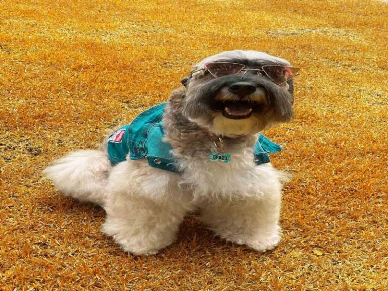 Hoy es el Día Internacional del perro