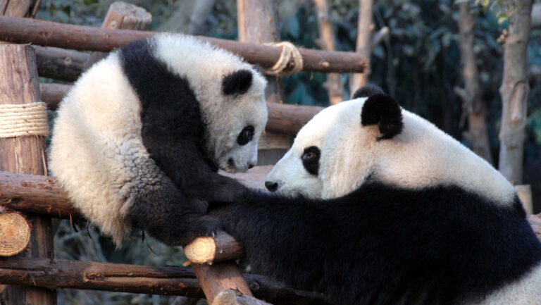 China elimina al oso panda de especies en peligro de extinción