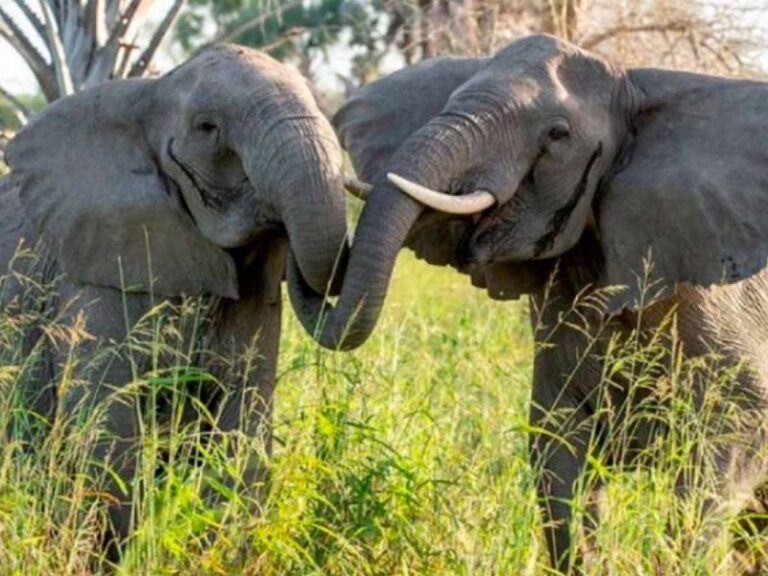 Crean Traductor que Descifra Cómo se Comportan los Elefantes