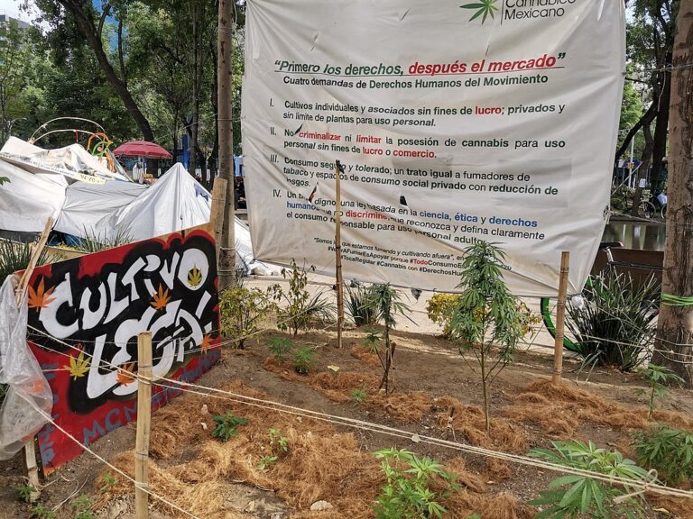 El 70% de los Mexicanos Apoya Legalización de la Cannabis: UVM