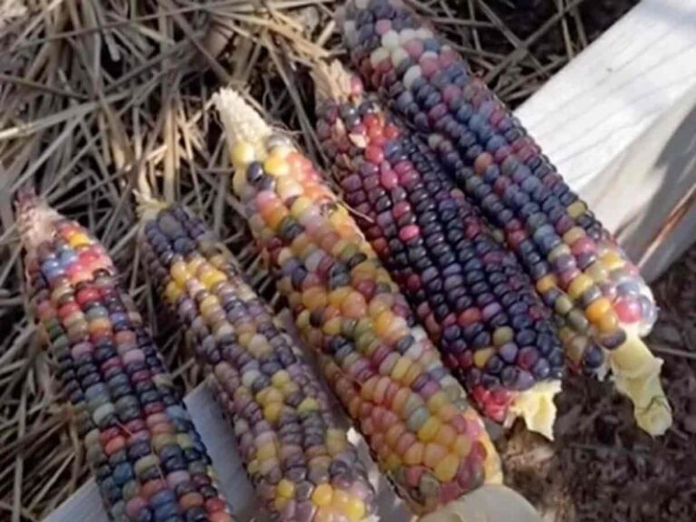 No es photoshop, es un maíz único en su tipo