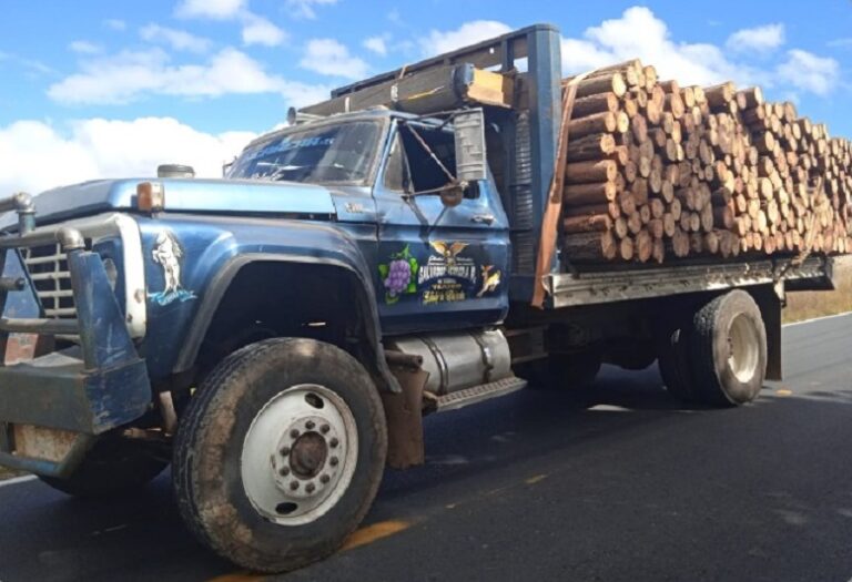 Detiene SSC al Chofer de un Tractocamión Cargado con Madera en Rollo