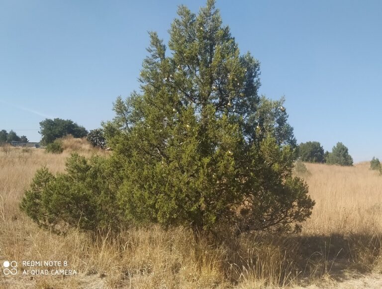 Adornan Navideño un Pino Salvaje, en el Monte de Tlaxcala Capital
