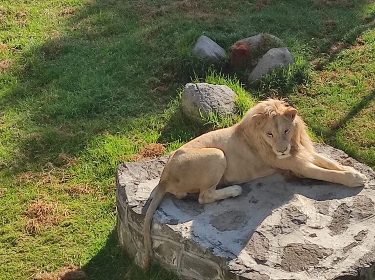 La Secretaría de Medio Ambiente Garantiza Bienestar de Animales del Zoológico