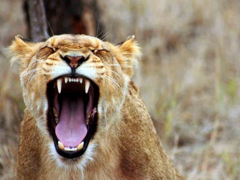 Leona despedaza a guardián en zoológico y luego escapa