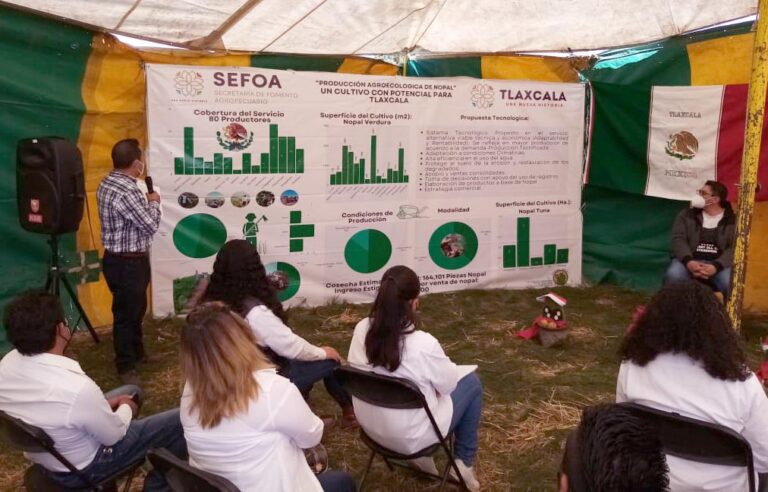Cultivo de nopal, opción efectiva para producción agrícola en Tlaxcala
