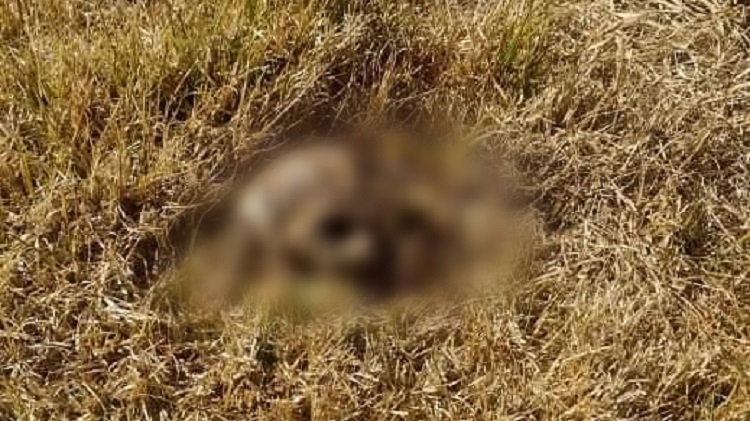 Localizan un Cráneo y un Fémur Sobre la Carretera de Nanacamilpa