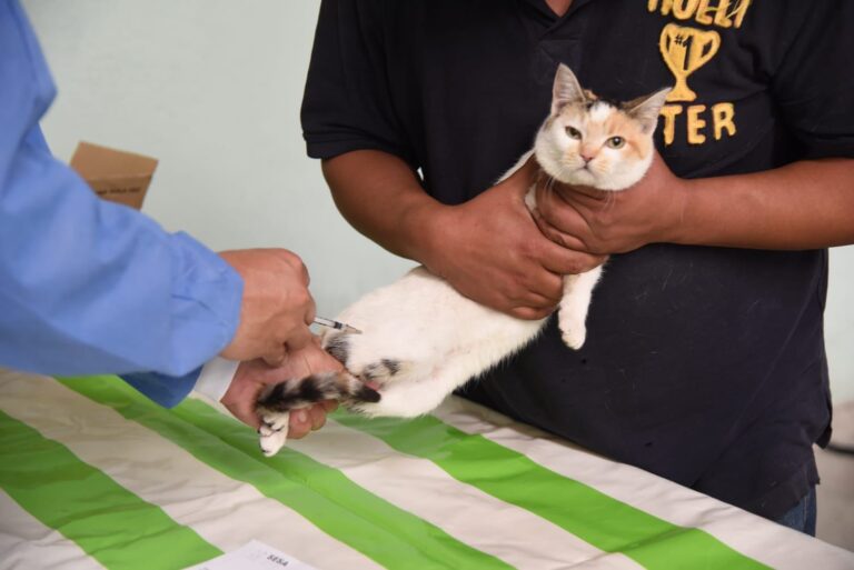 Continúa Campaña de Esterilización de Perros y Gatos en Tlaxcala Capital