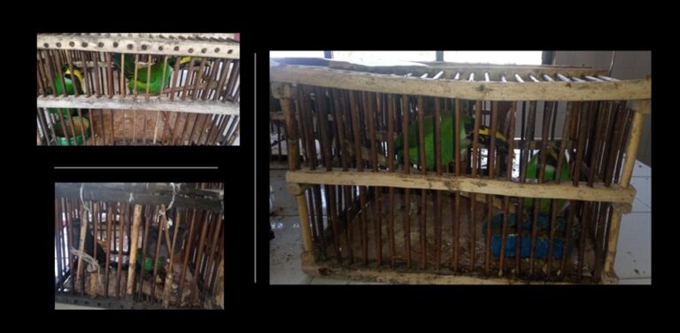 FGR Obtiene Proceso Contra Persona por Posesión Ilegal de 8 Aves