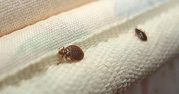 150422_SESA_DETECCIÓN 1