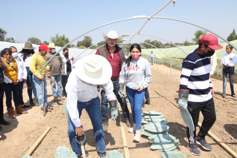 Impulsa SIA cultivo de nopal por su potencial productivo