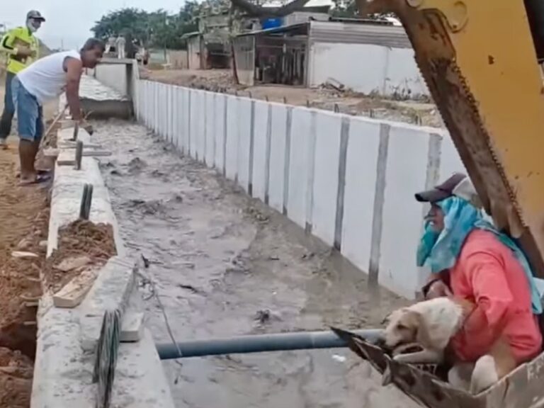 Obreros rescatan a perrita que cayó a un canal