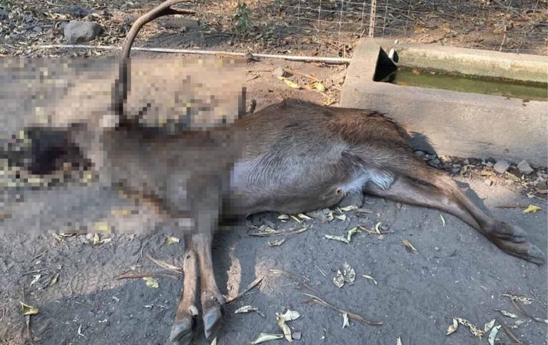 Balean zoológico en Colima y matan animales