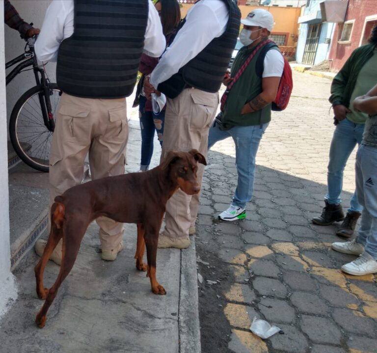 Invitan Acudir a Realizar Denuncias de Maltrato Animal en Tlaxcala