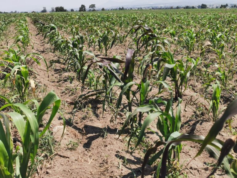 Beneficia Sader a Tlaxcala con suministro de fertilizante