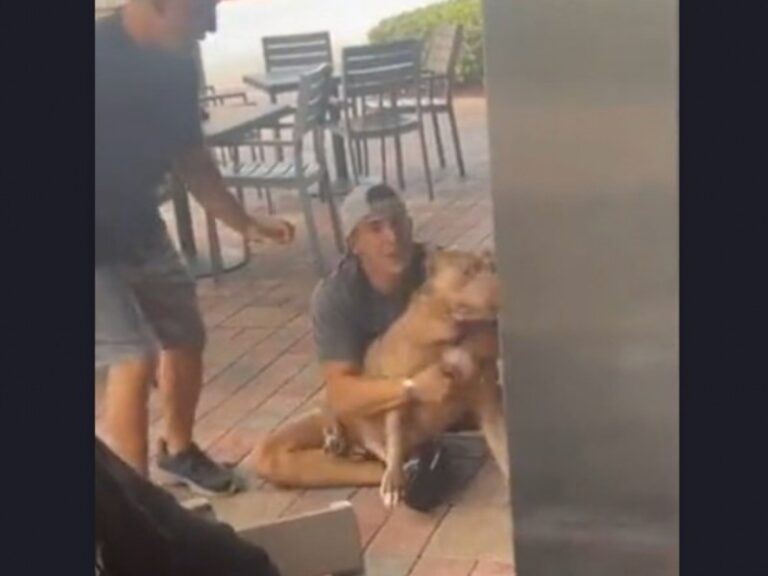 Pitbull muerde a otro perro en restaurante y desatan polémica