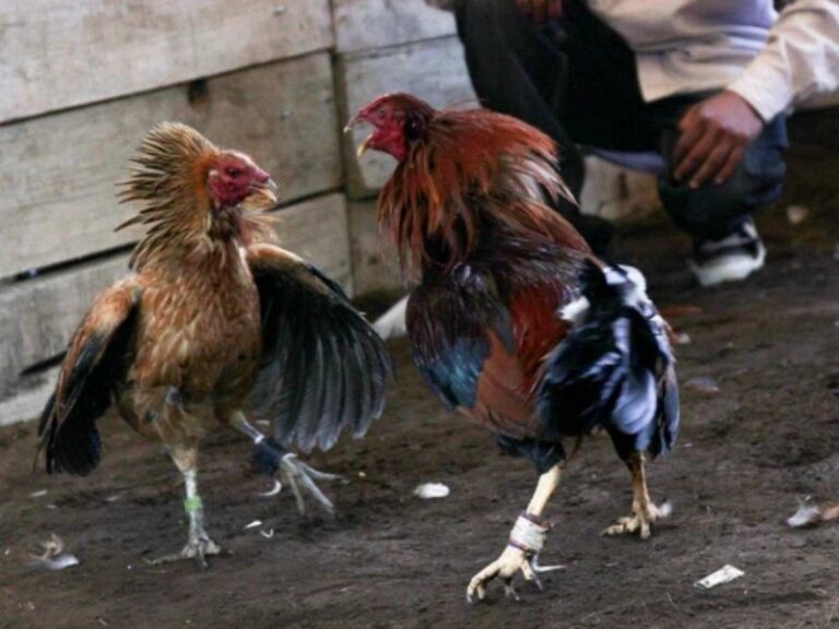 Corridas de toros y peleas de gallos no son patrimonio cultural