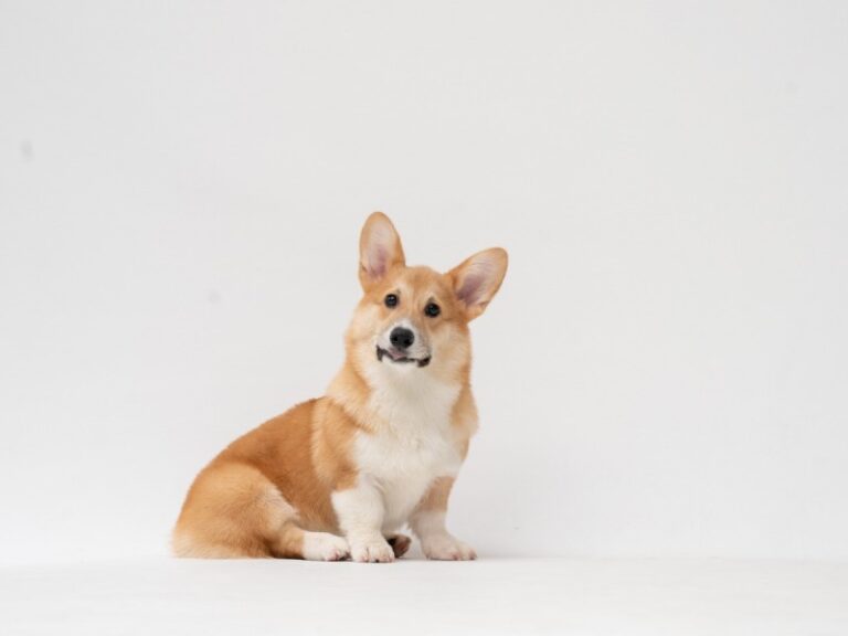 Nombra a su perrito como el bebé de su amiga y terminan peleadas