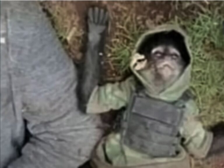 Escriben corrido a mono araña abatido en balacera