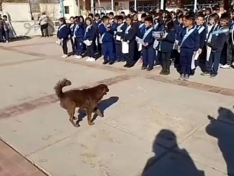 Chori, el perrito que recibió un diploma en la escuela
