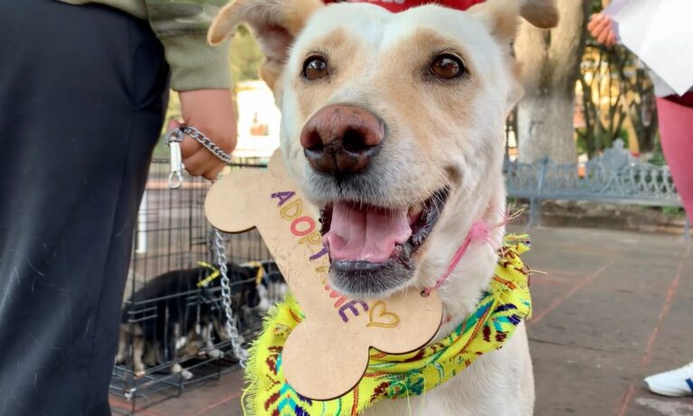 Tlaxcala Capital, Referente en Promover Adopción de Animales de Compañía