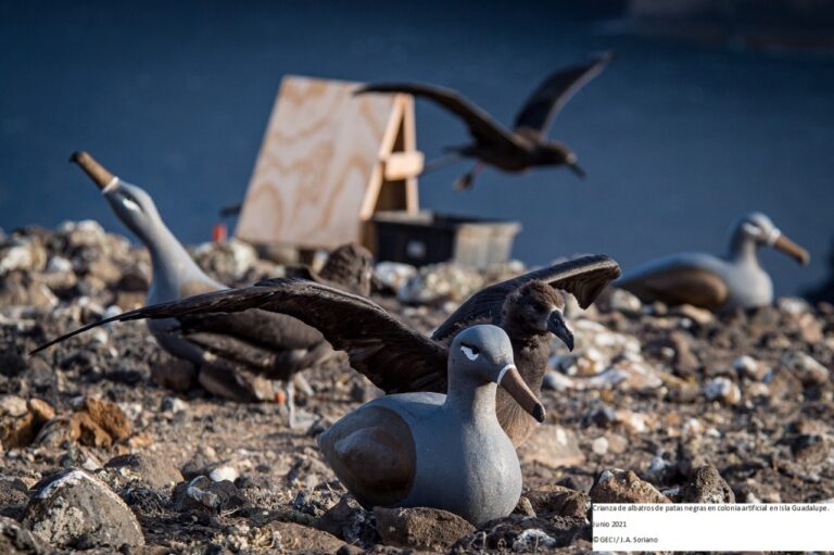 México conmemora el Día Mundial de los Albatros con el nacimiento de 34 polluelos