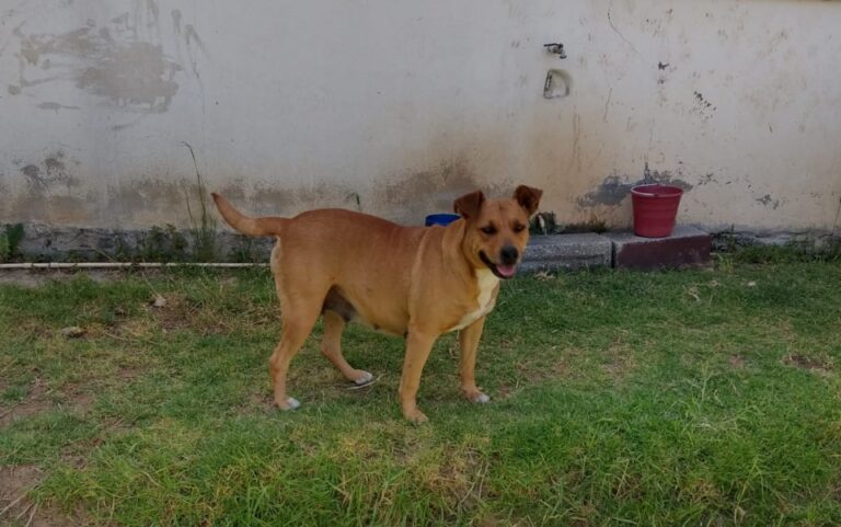 Atendieron 28 Denuncias por Maltrato Animal en Tlaxcala