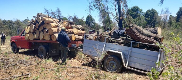 Aseguran Camioneta y Remolque con Material Forestal en Teolocholco