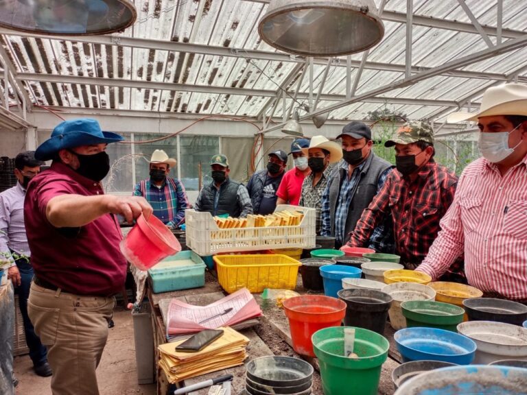 Impulsan la producción de papa en Tlaxcala con semillas mejoradas