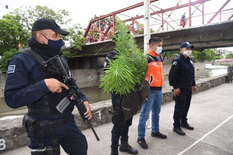 Asegura Policía de Tlaxcala 20 Plantas de Cannabis en el Río Zahuapan