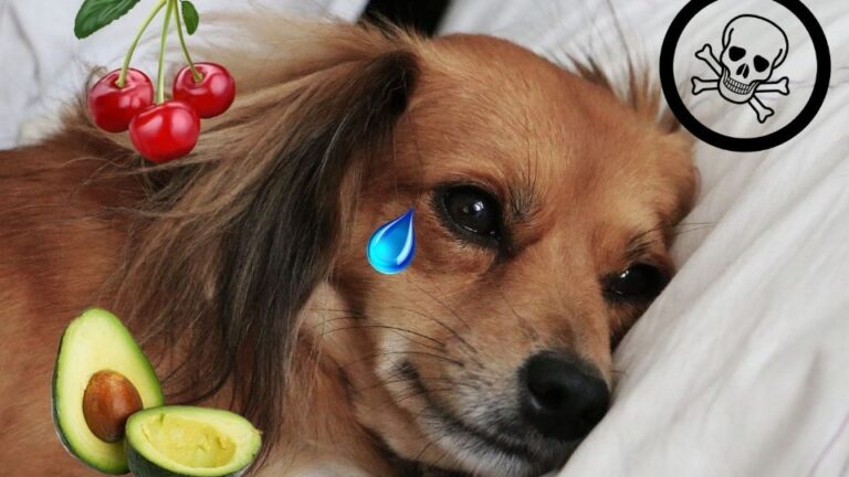 Estas son las frutas y verduras que no puedes darle de comer a tu perro