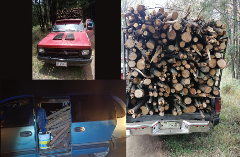 Policía de Montaña Asegura Materia Forestal en La Malinche y Tlaxco