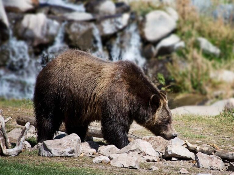 Sufren accidente de helicóptero y terminan devorados por osos