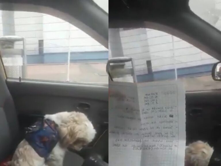Abandonan en taxi a perrito viejito con instructivo para cuidarlo