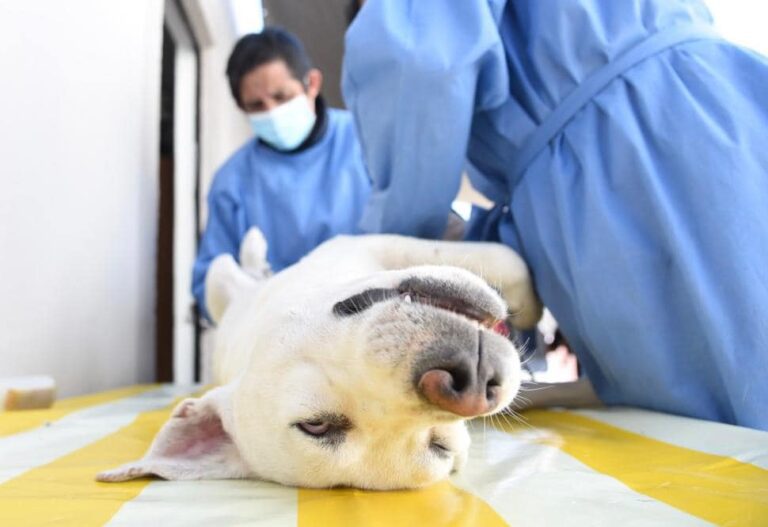 Realizarán Esterilización Gratuita a Perros y Gatos en Tlaxcala Capital
