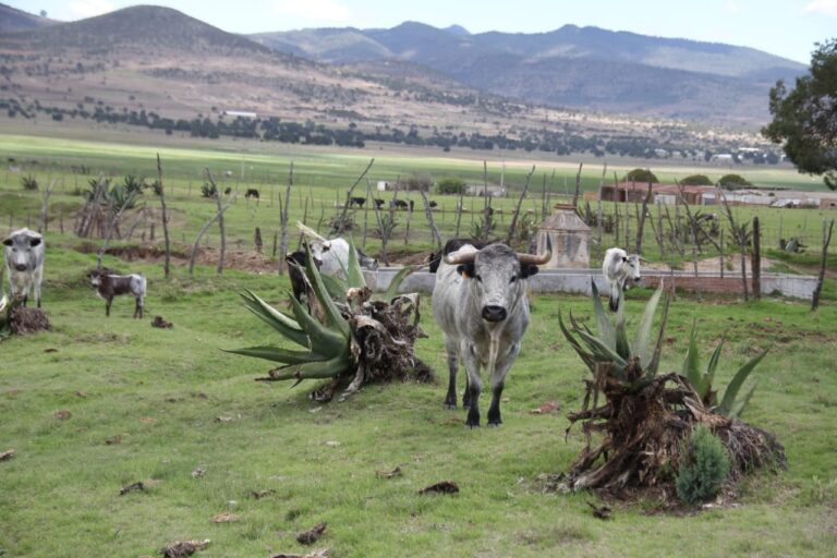 ITDT busca fortalecer la Tauromaquia en el Estado