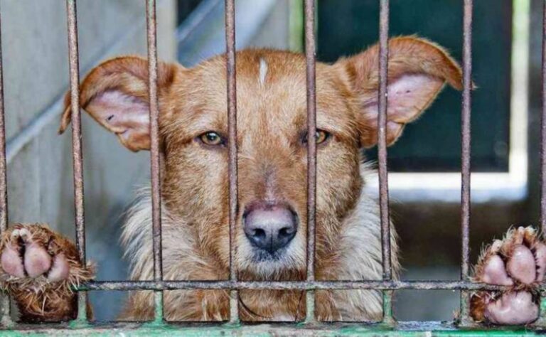 Difunden foto de presunta cabeza de perro en taquería de CDMX