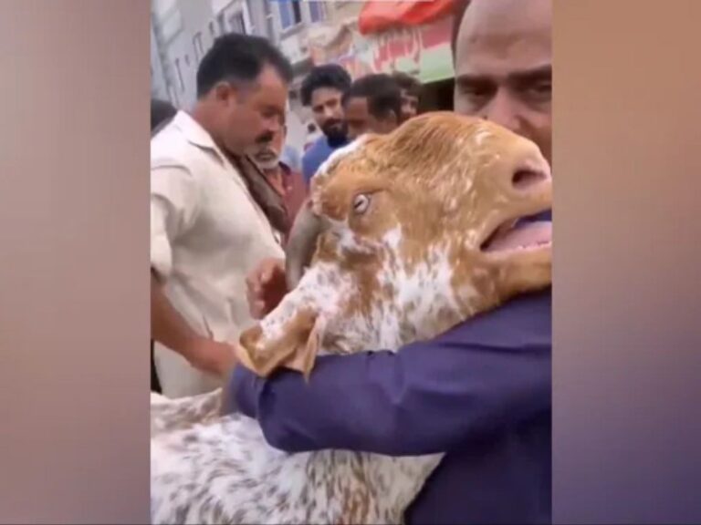 Cabra ‘llora’ desconsolada en hombro de su dueño tras venderla