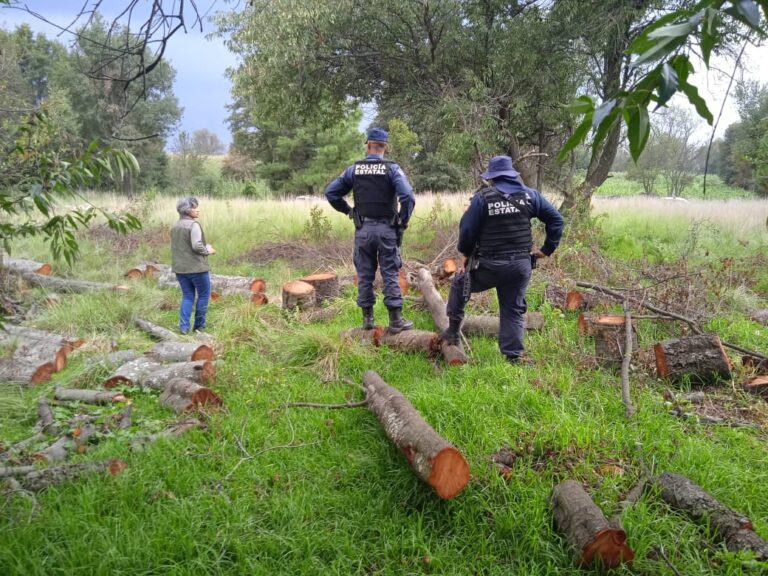SSC y Profepa realizan operativo en La Malinche