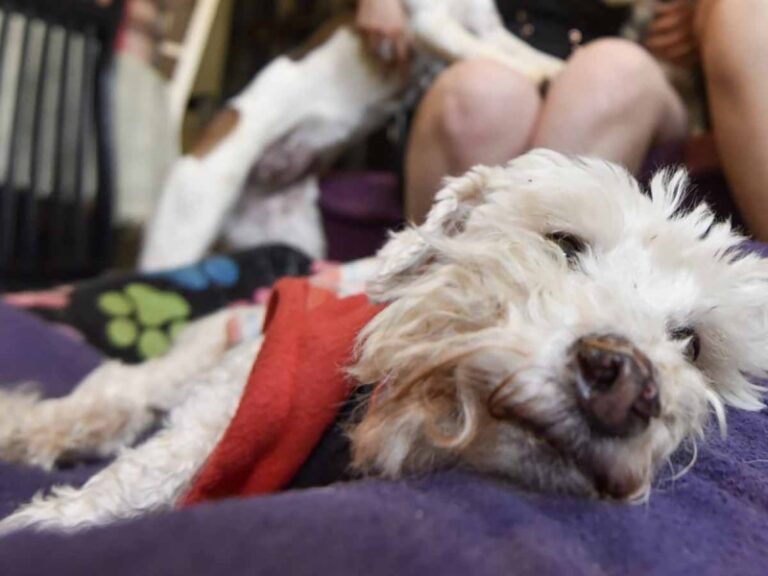 ¡Alerta! Puedes estar matando a tu perro sin saber y es por esto