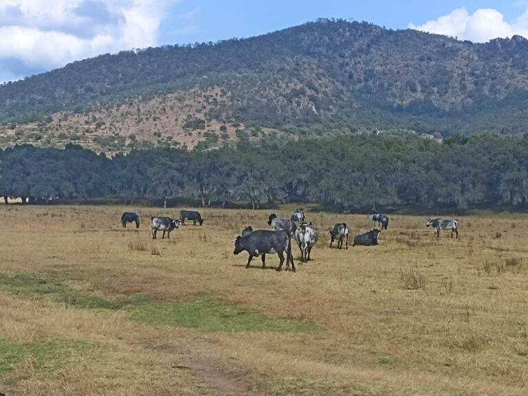 Inicia ITDT certificación animal en ganaderías bravas de Tlaxcala
