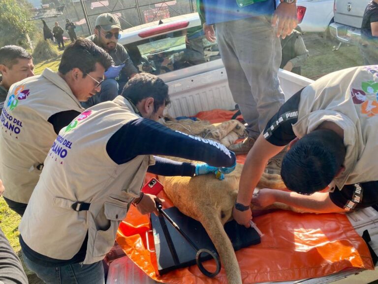 Llegan Tres Ejemplares de Felinos al Zoológico del Altiplano