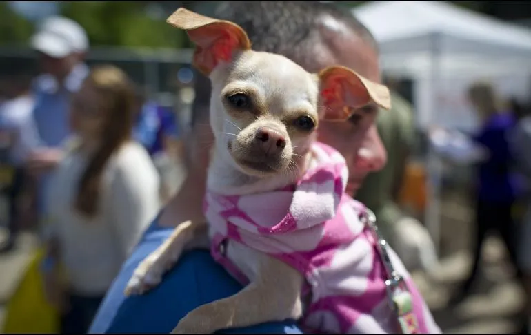 Descubre como prevenir que el frío no afecte a tu mascota