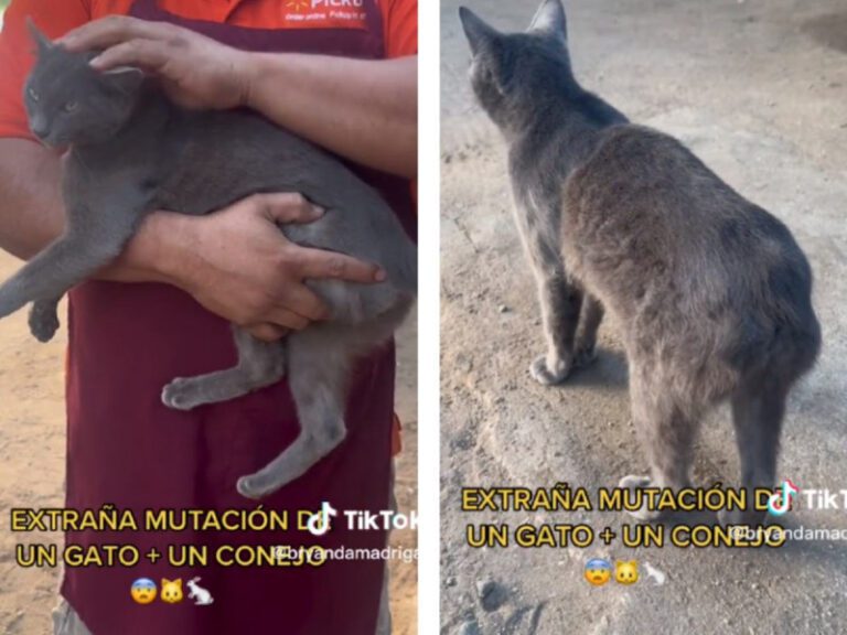 Hombre asegura tener ‘mutación’ de gato con conejo en Nayarit