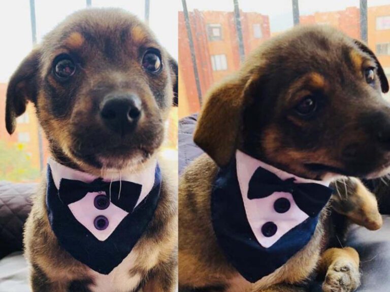 Dejan «plantado» a perrito el día de su adopción; conmovedora foto ya es viral